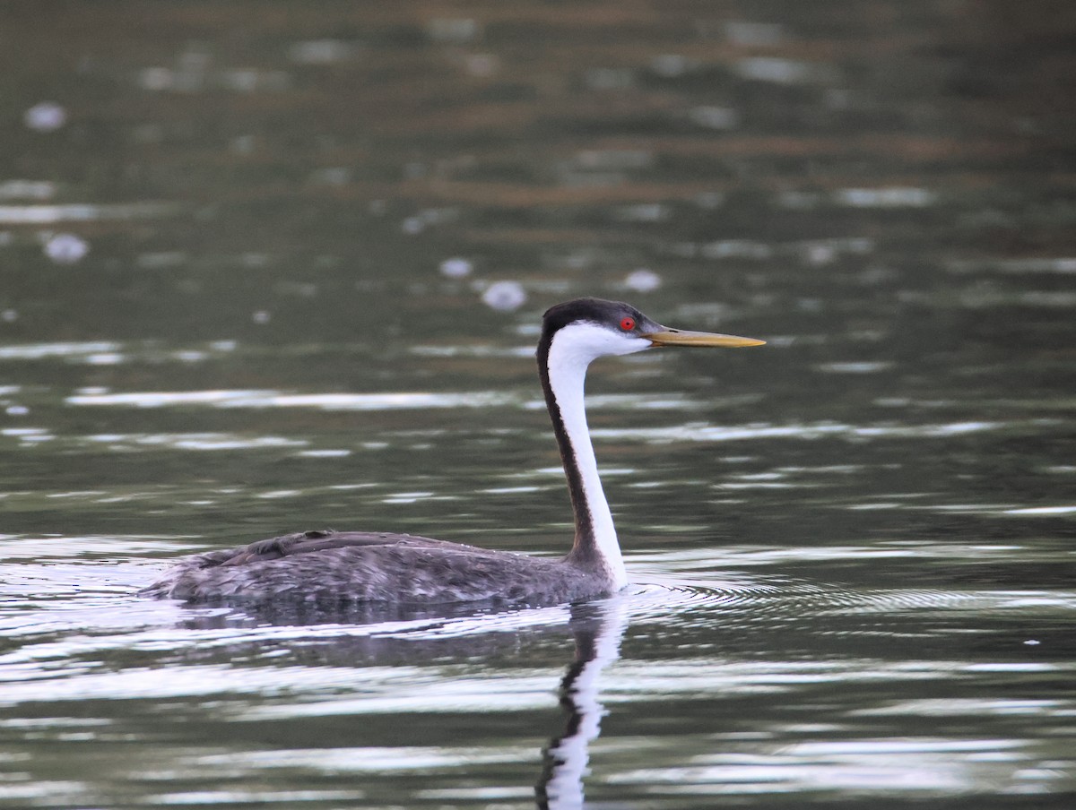 Western Grebe - ML641316434