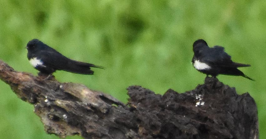 White-banded Swallow - ML641316461