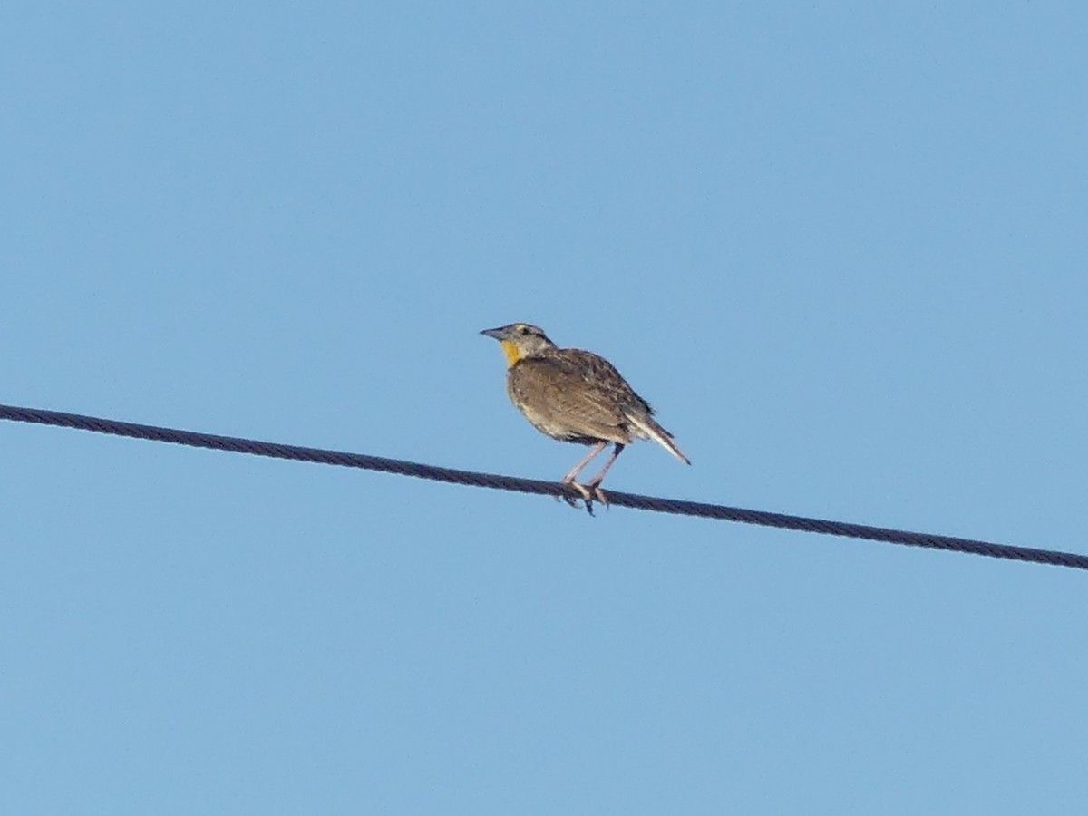 Chihuahuan Meadowlark - ML641316464