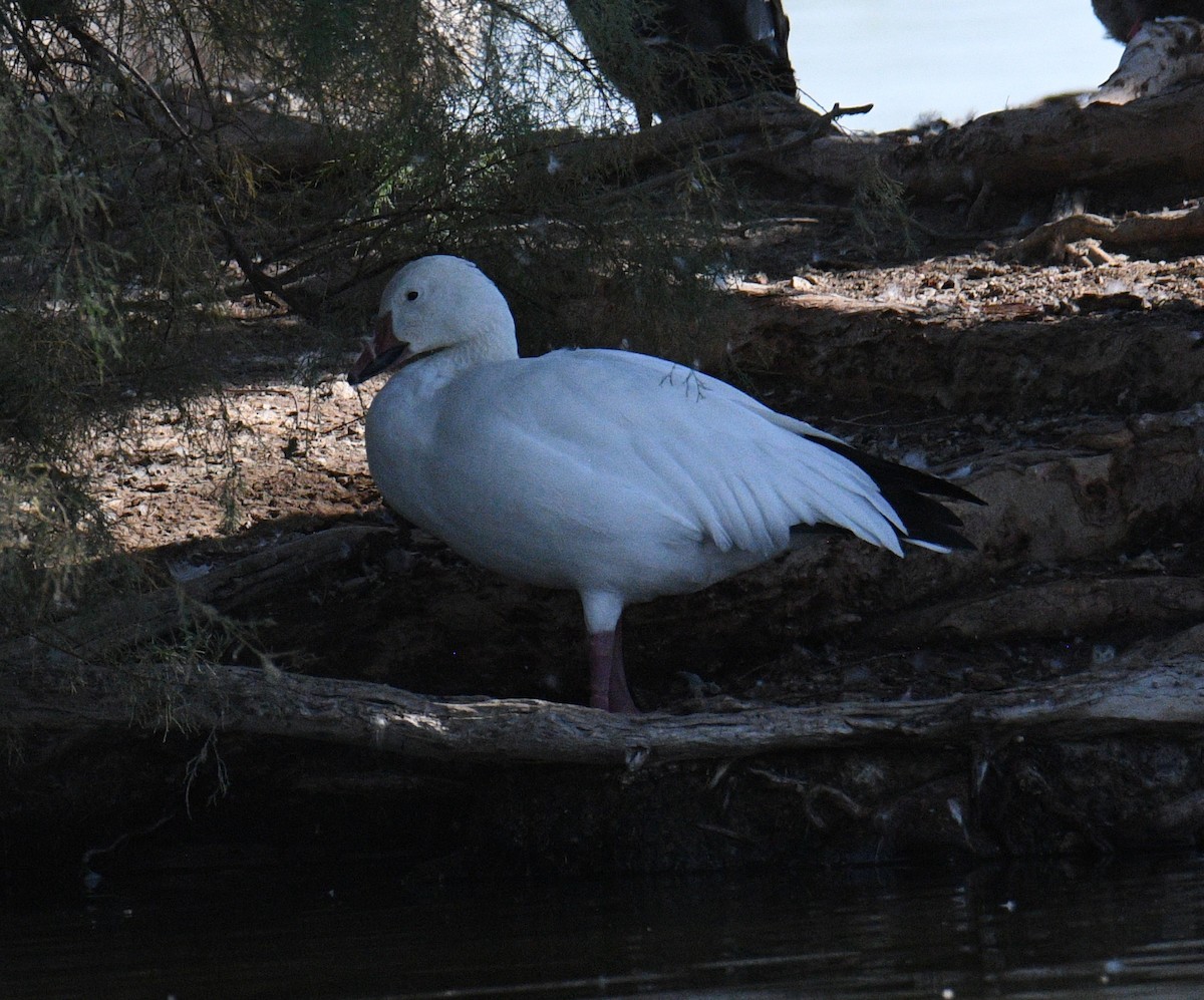 Snow Goose - ML641316466