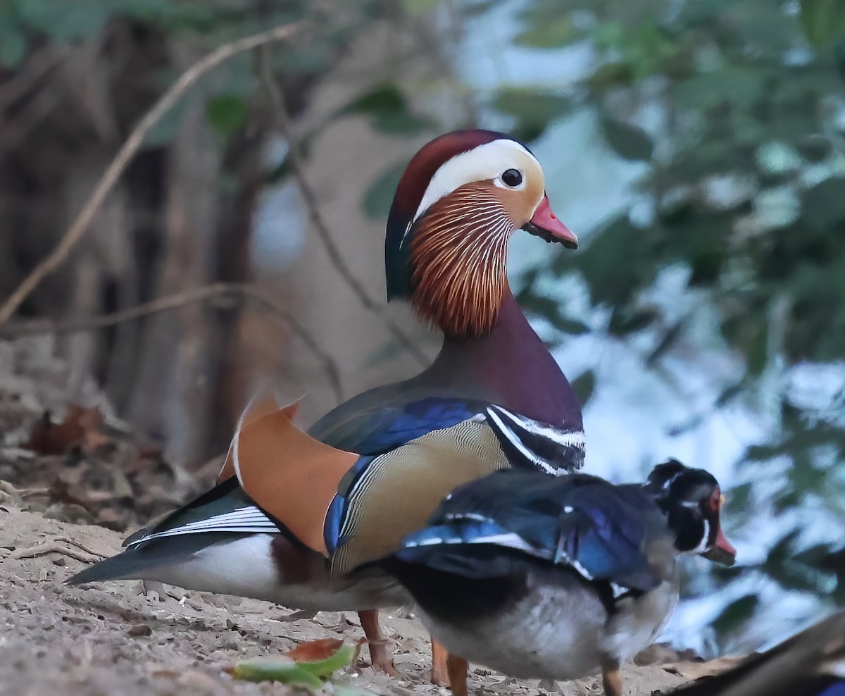 Mandarin Duck - ML641316468