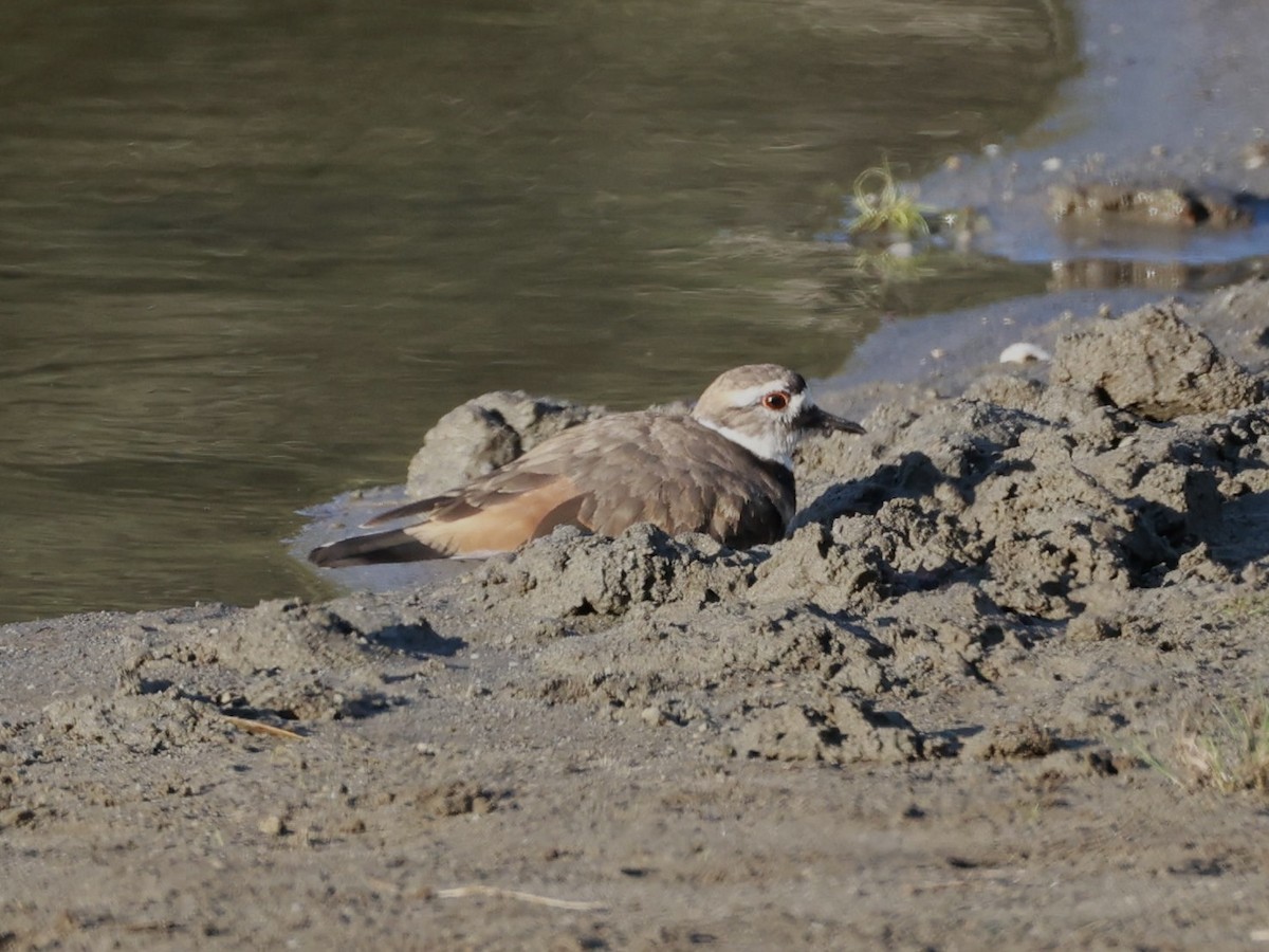 Killdeer - ML641316480