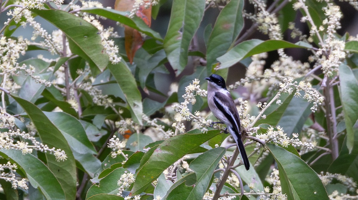 Bar-winged Flycatcher-shrike - ML641316482
