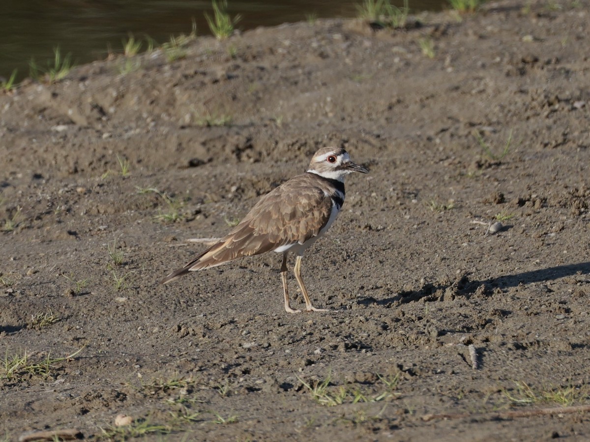 Killdeer - ML641316483