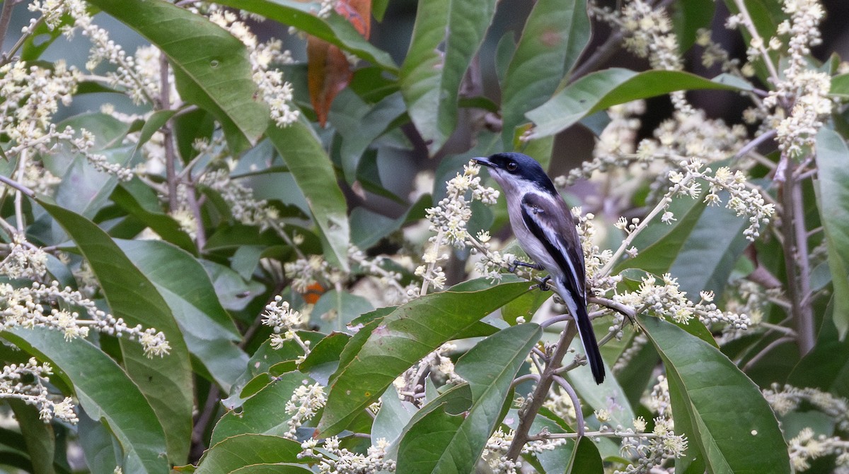 Bar-winged Flycatcher-shrike - ML641316484