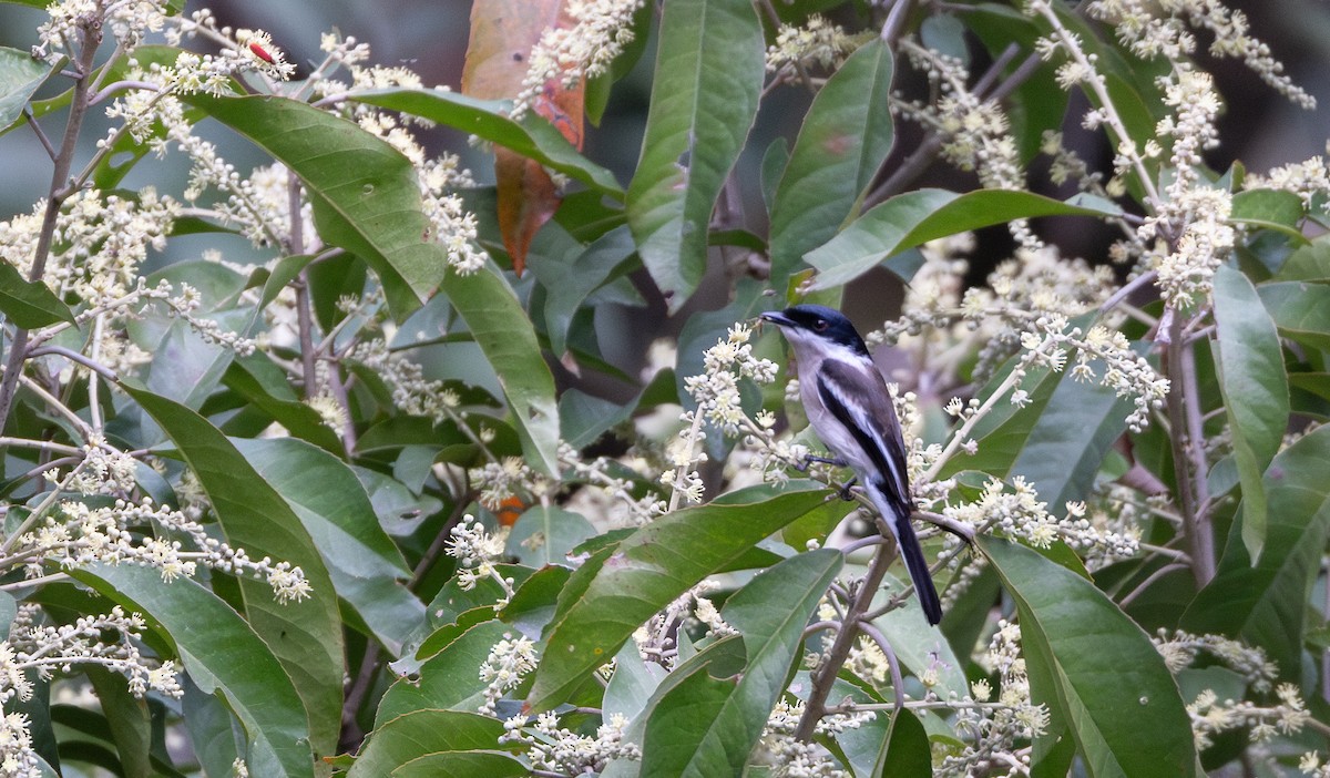 Bar-winged Flycatcher-shrike - ML641316485