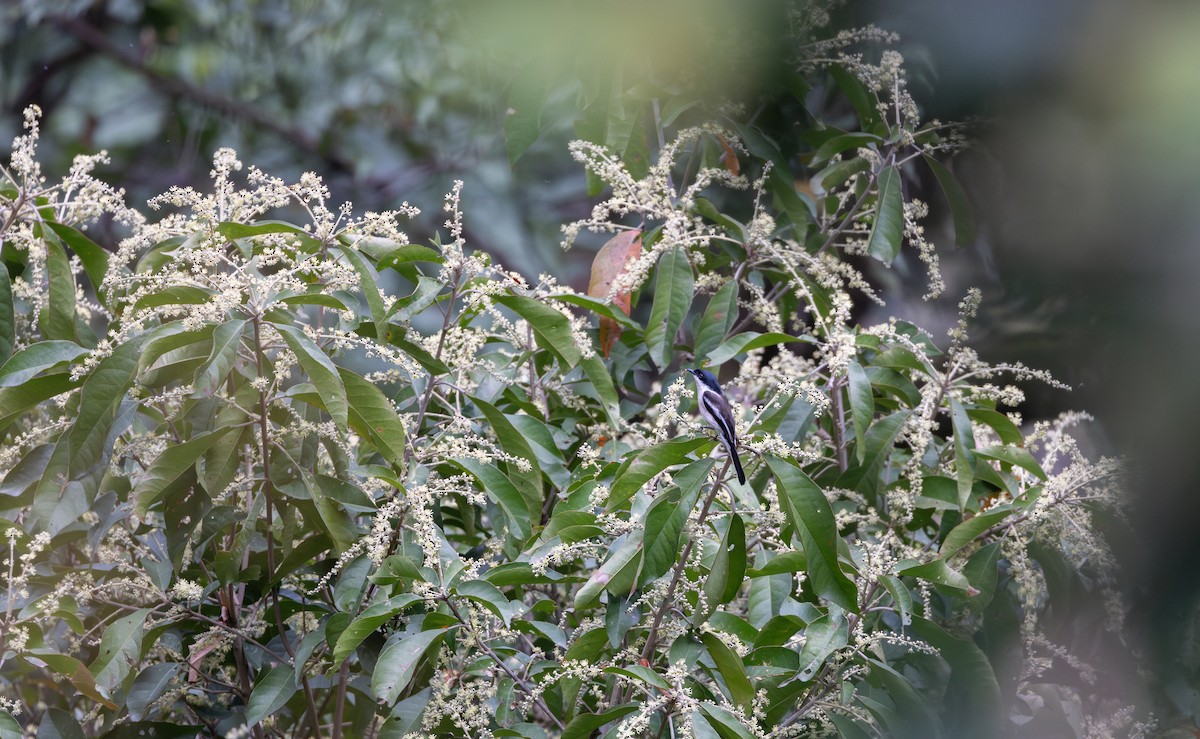 Bar-winged Flycatcher-shrike - ML641316486