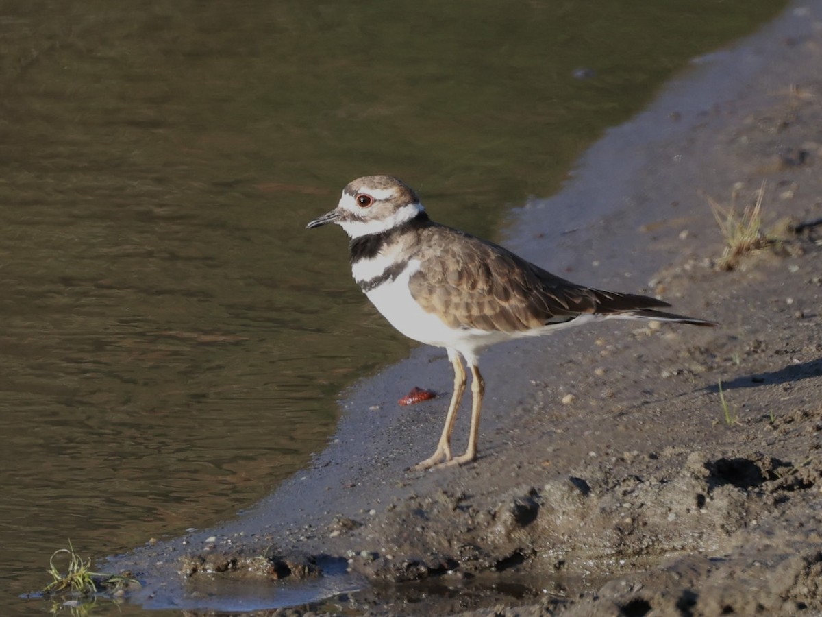 Killdeer - ML641316487