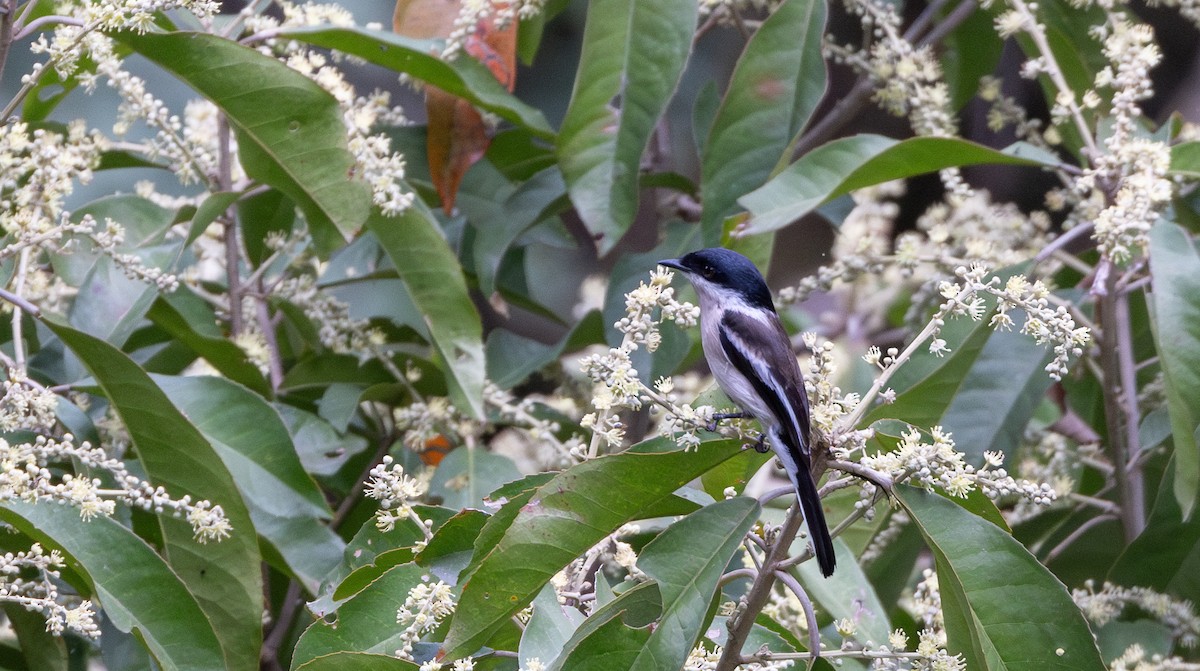 Bar-winged Flycatcher-shrike - ML641316493