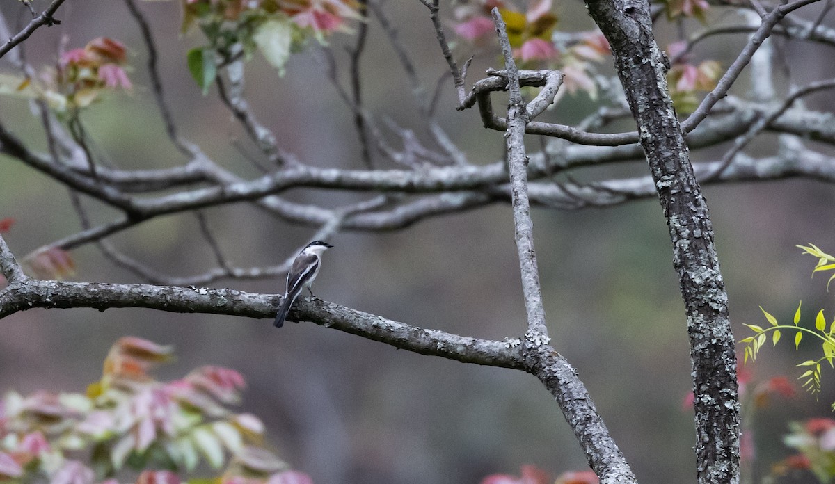 Bar-winged Flycatcher-shrike - ML641316500