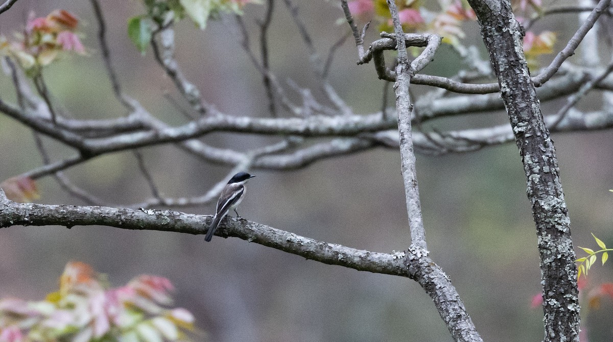 Bar-winged Flycatcher-shrike - ML641316501
