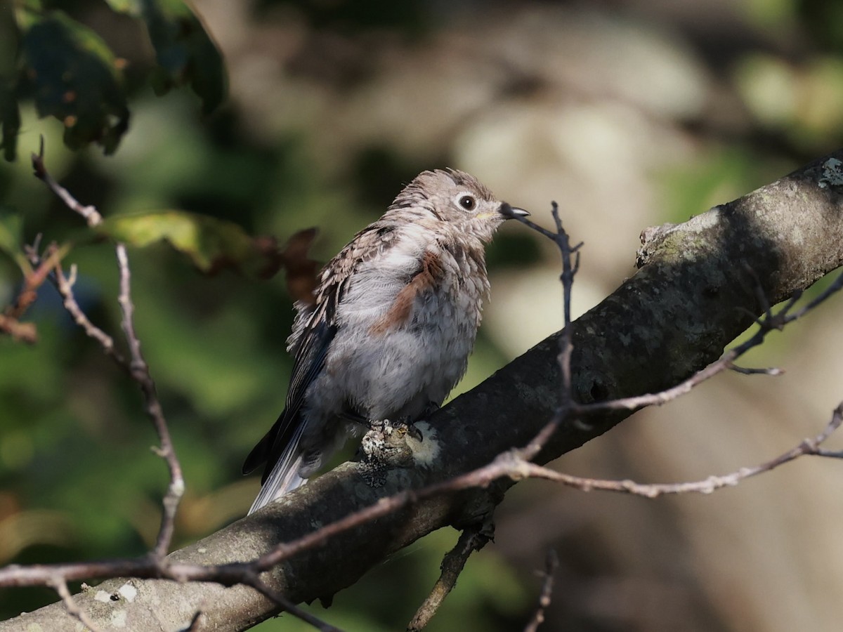 Eastern Bluebird - ML641316505