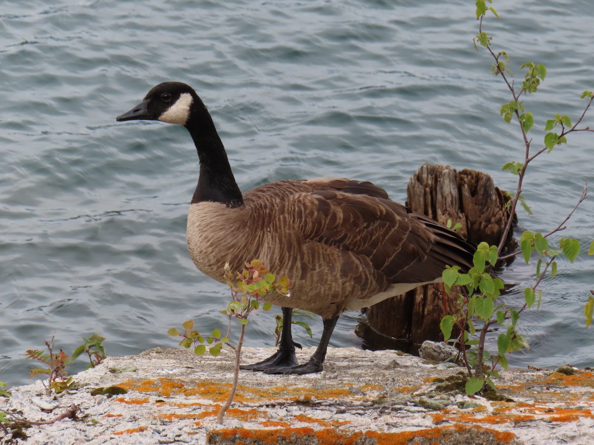 Canada Goose - ML641316512