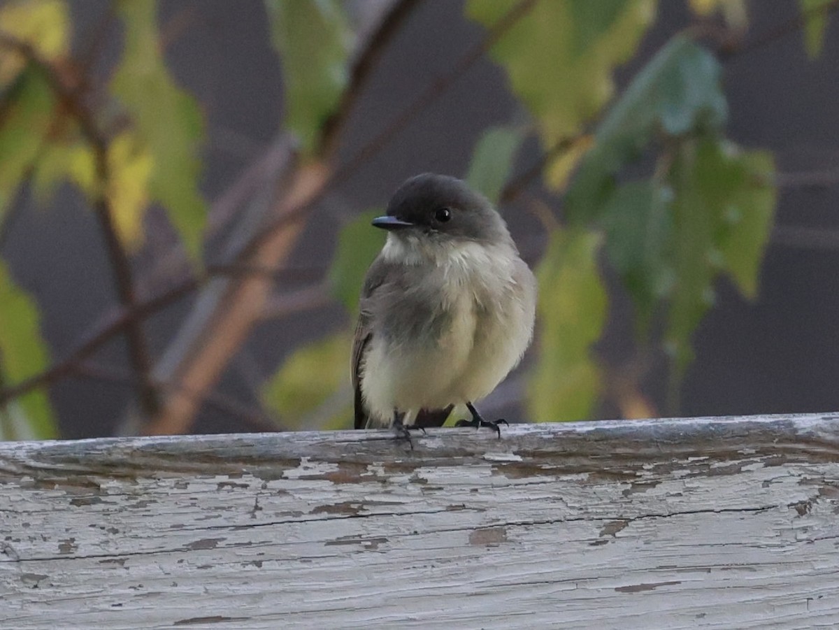 Eastern Phoebe - ML641316519