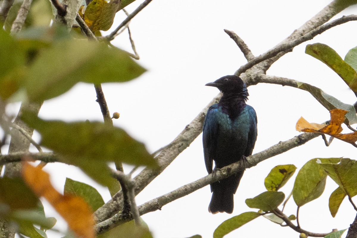 Purple-headed Starling - ML641316520