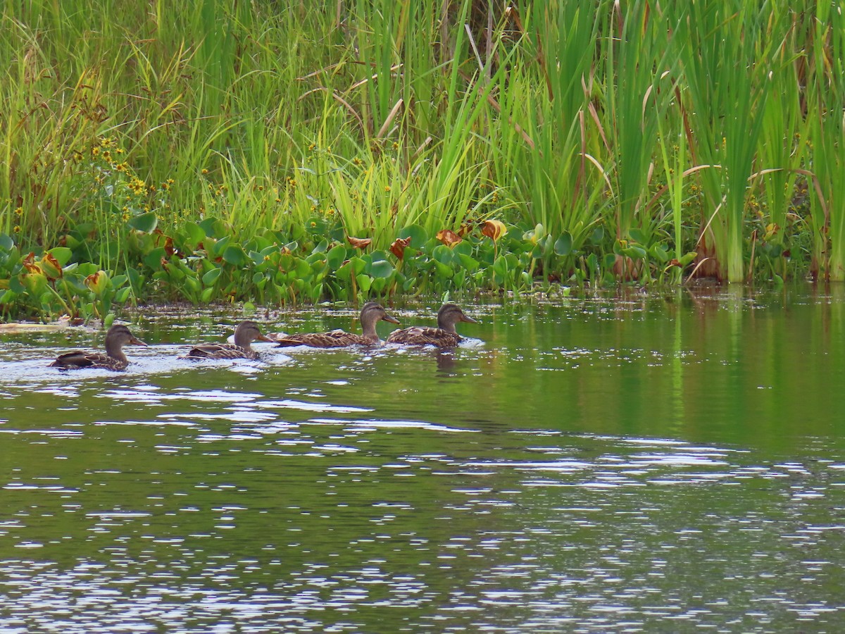 Mallard - ML641316522