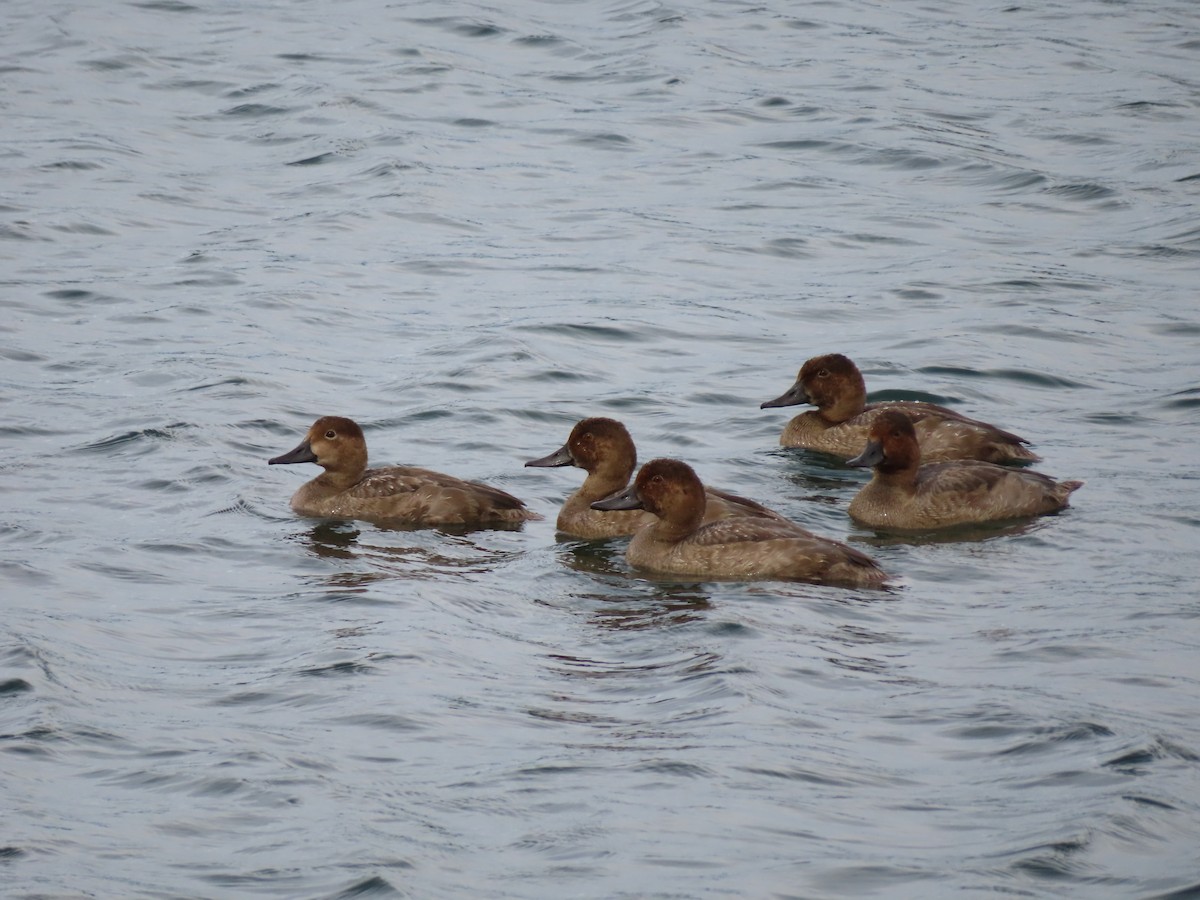 Redhead - ML641316528