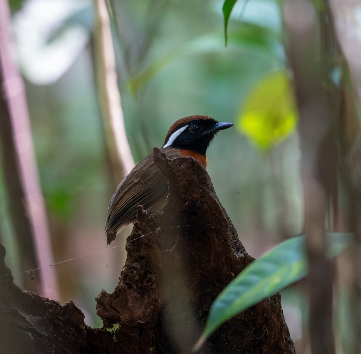 Chestnut-belted Gnateater - ML641316531