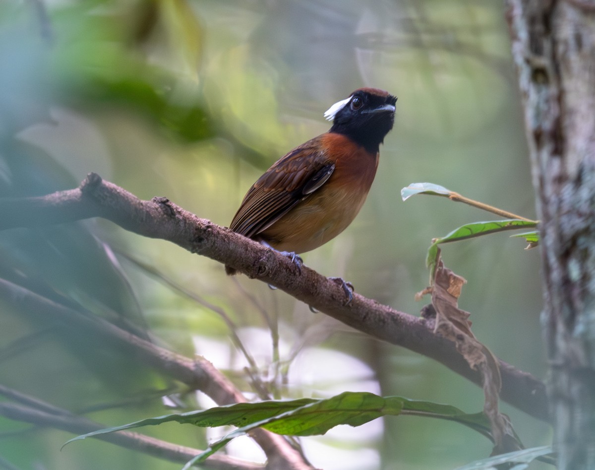Chestnut-belted Gnateater - ML641316532