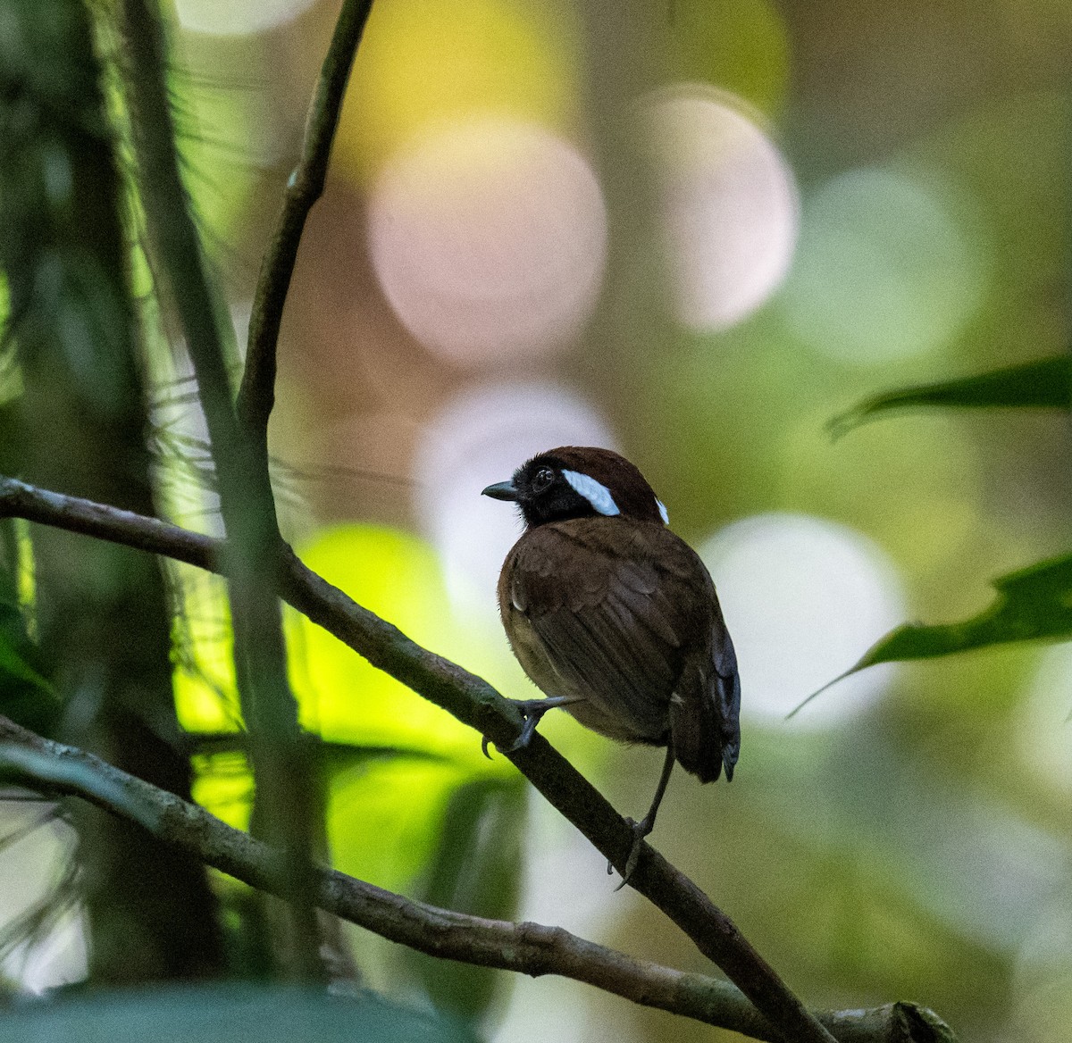 Chestnut-belted Gnateater - ML641316534