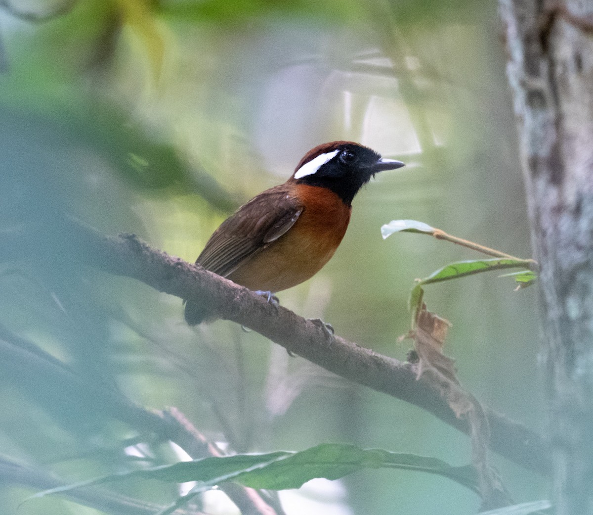 Chestnut-belted Gnateater - ML641316535