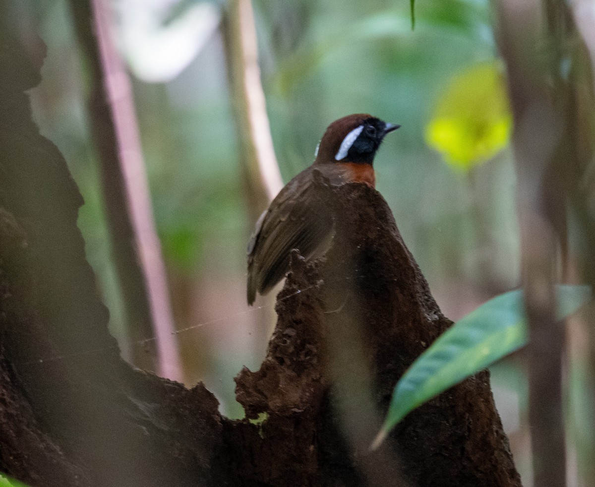Chestnut-belted Gnateater - ML641316536