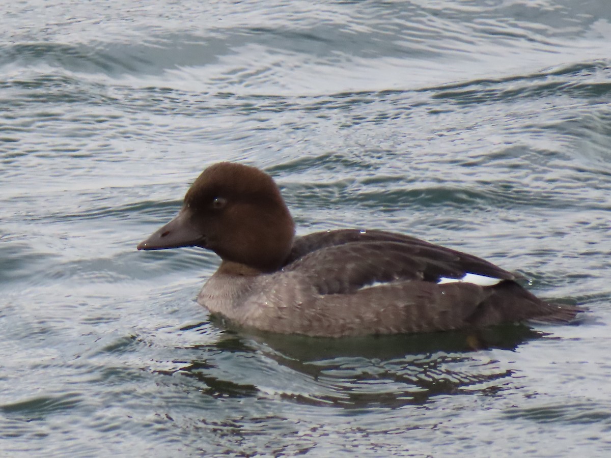 Common Goldeneye - ML641316539
