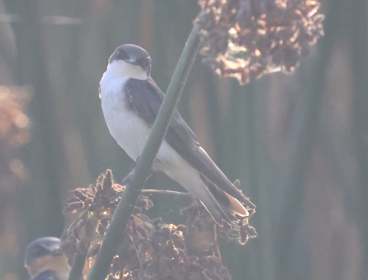 Tree Swallow - ML641316546