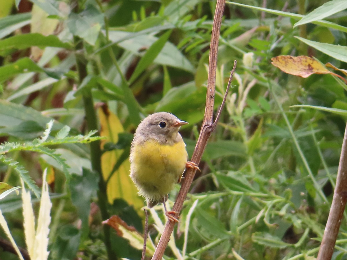 Nashville Warbler - ML641316549