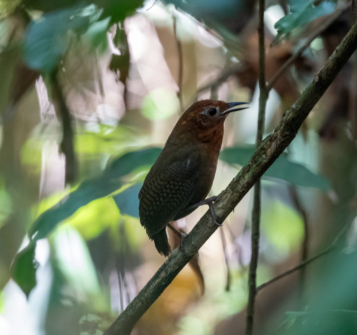 Musician Wren (Imeri) - ML641316569