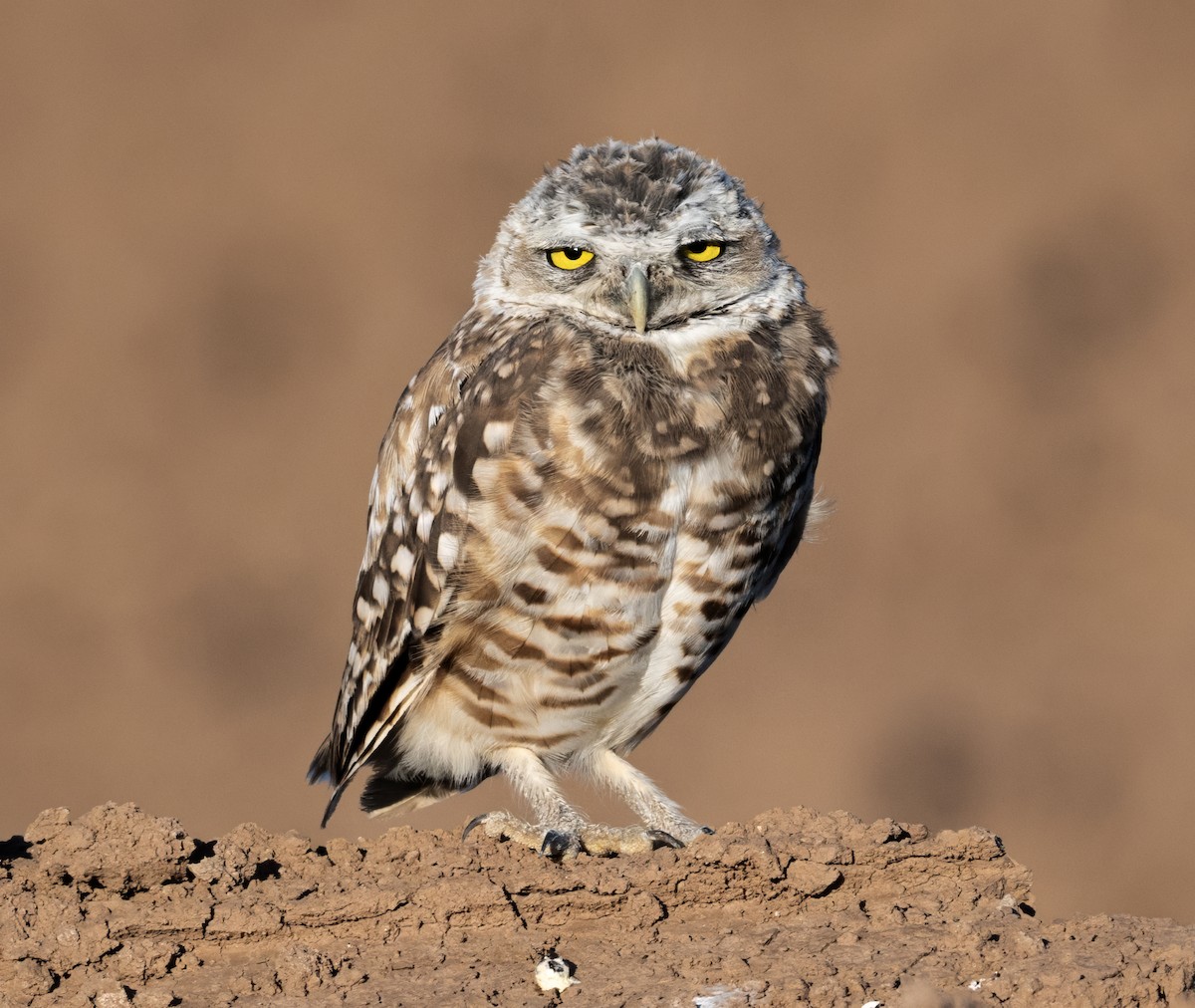 Burrowing Owl - ML641316572