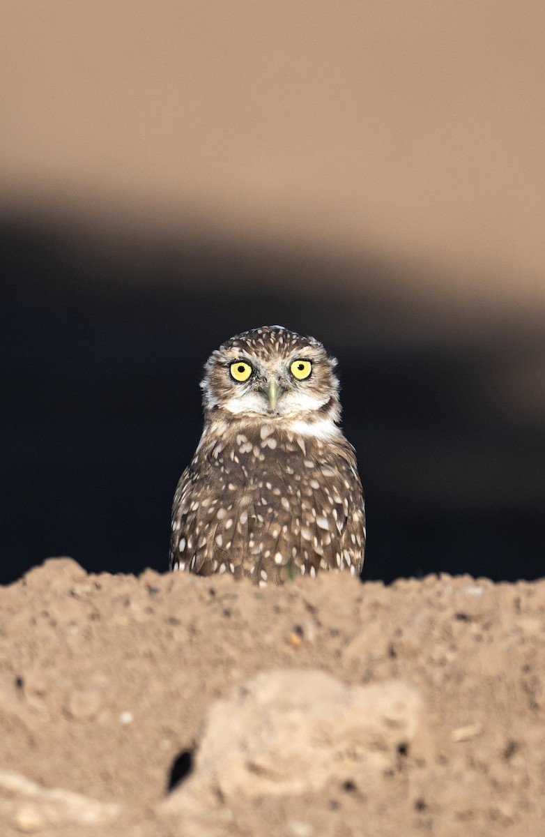 Burrowing Owl - ML641316588