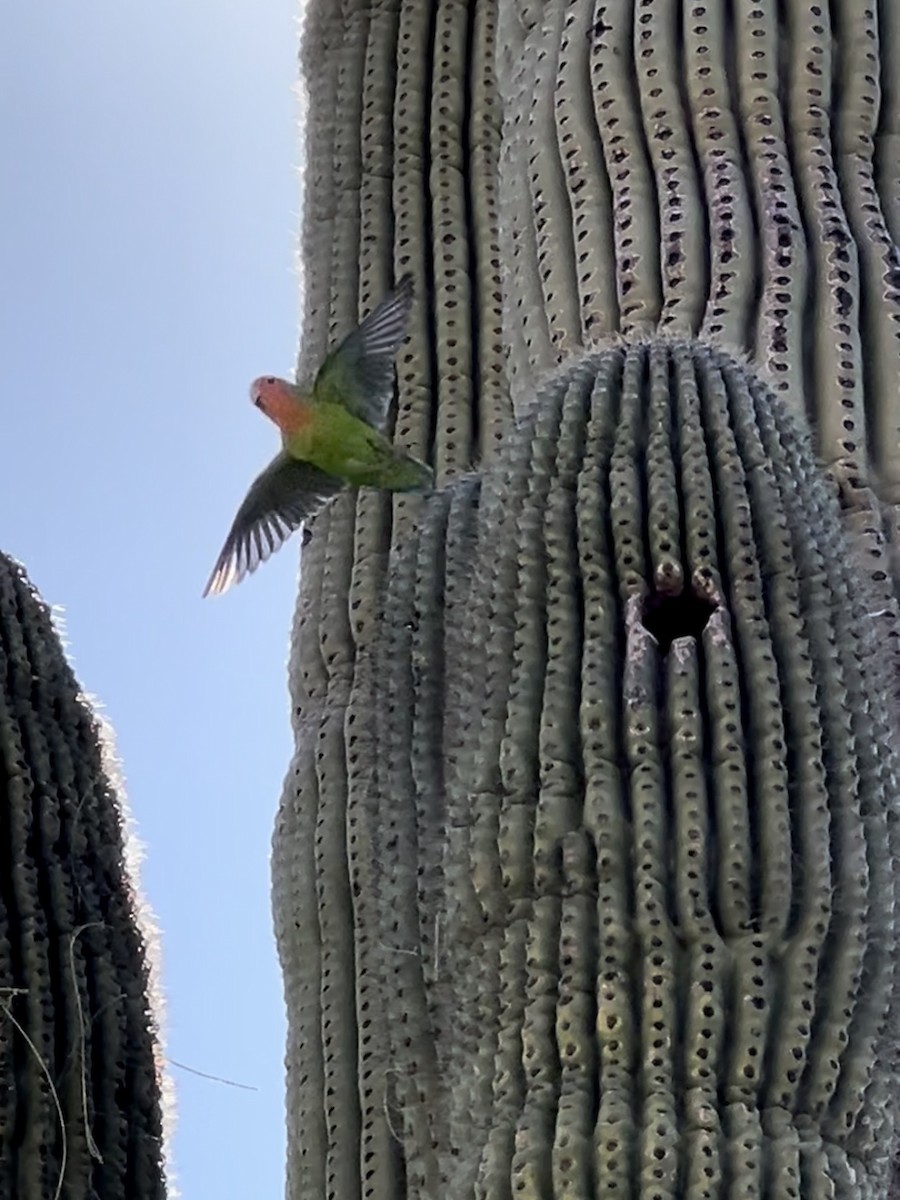 Rosy-faced Lovebird - ML641316597