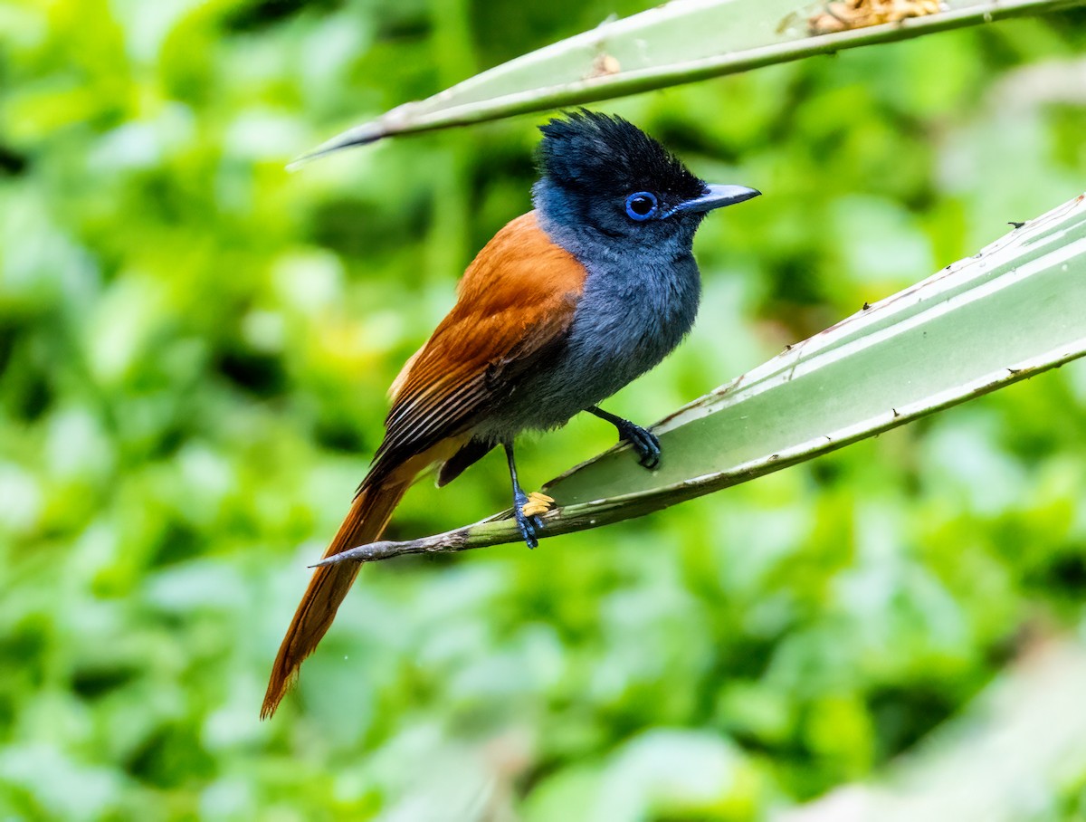 African Paradise-Flycatcher - ML641316622