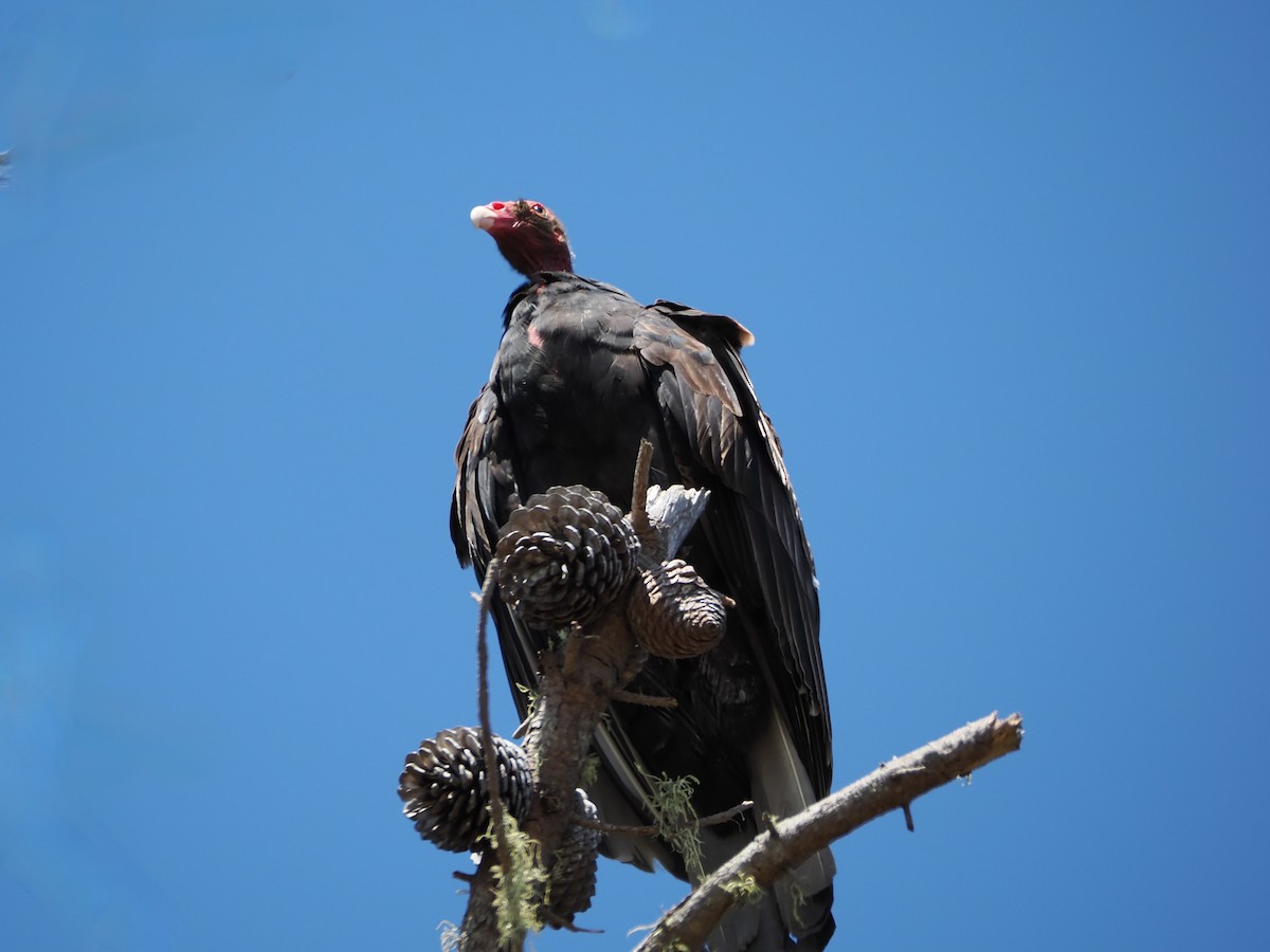 Turkey Vulture - ML641316674