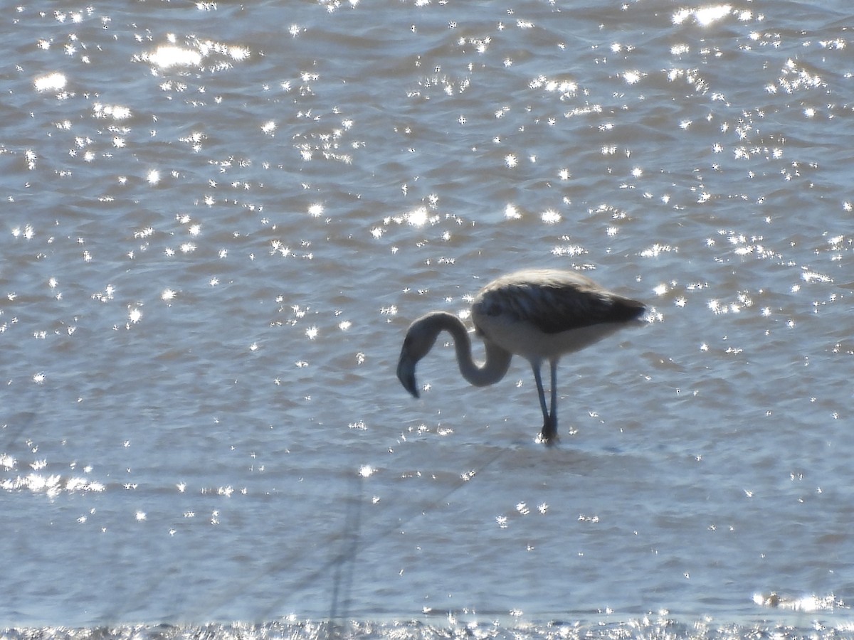 Chilean Flamingo - ML641316677