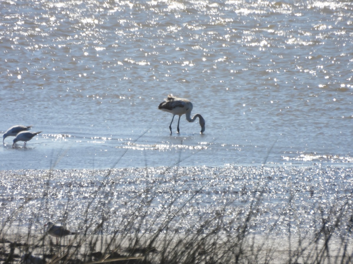 Chilean Flamingo - ML641316678