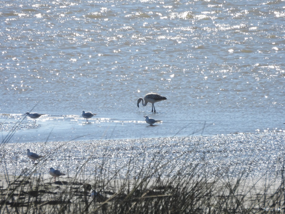 Chilean Flamingo - ML641316679