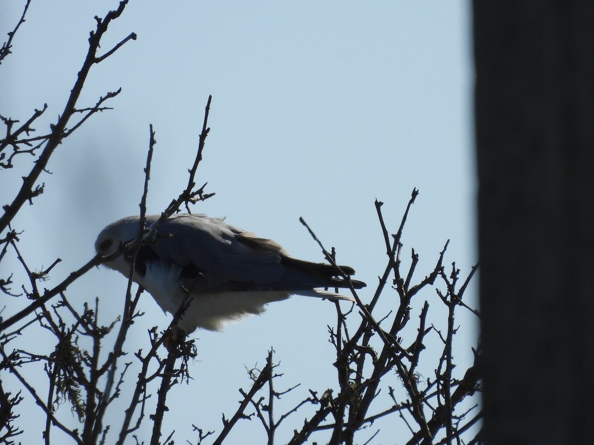White-tailed Kite - ML641316713