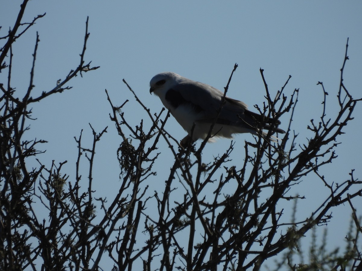 White-tailed Kite - ML641316714