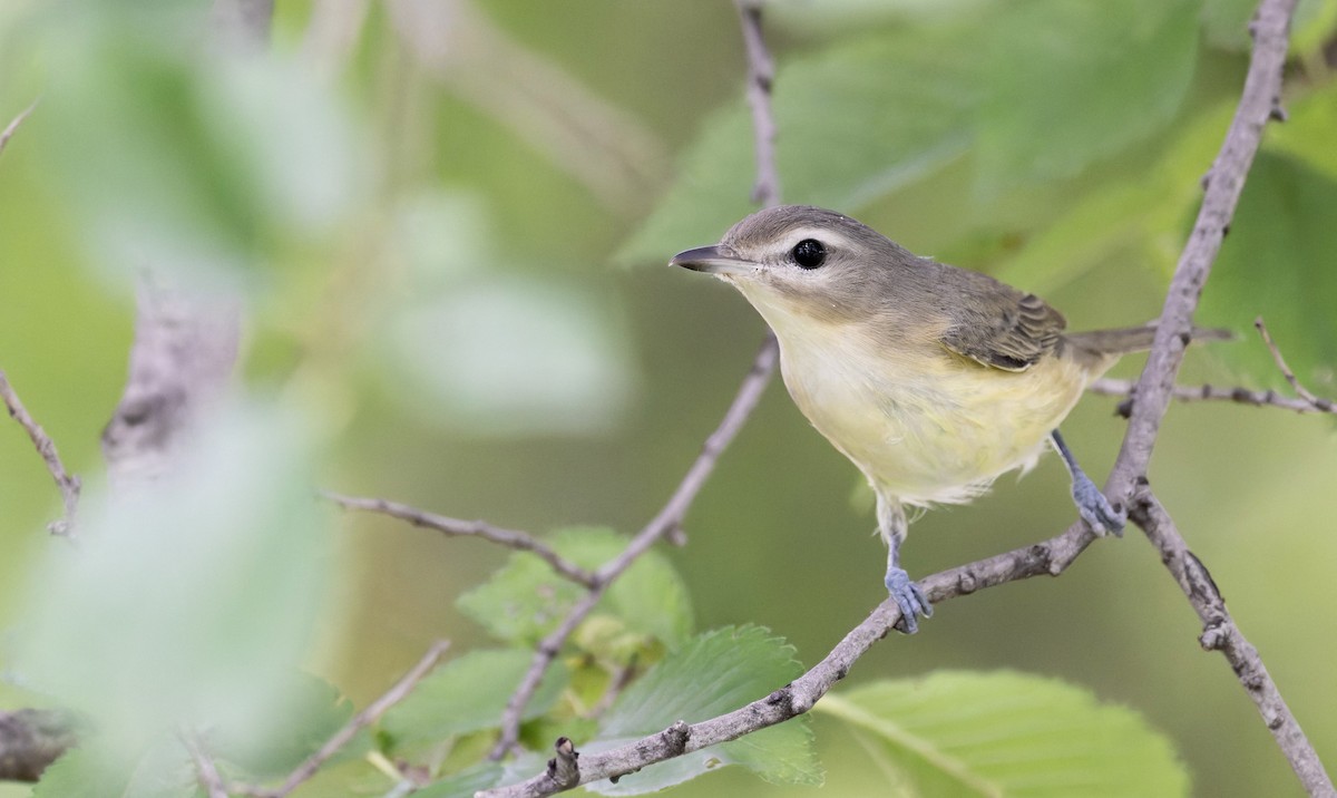 Warbling Vireo - ML641316717