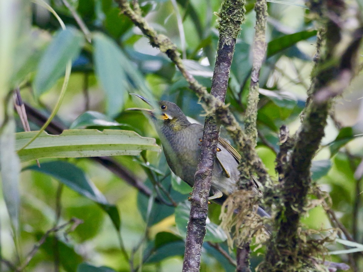 Northern Wattled-Honeyeater - ML641316731