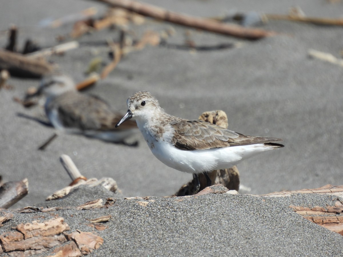 Semipalmated Sandpiper - ML641316744