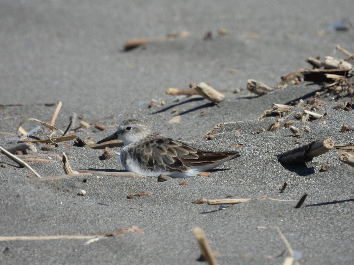 Semipalmated Sandpiper - ML641316745