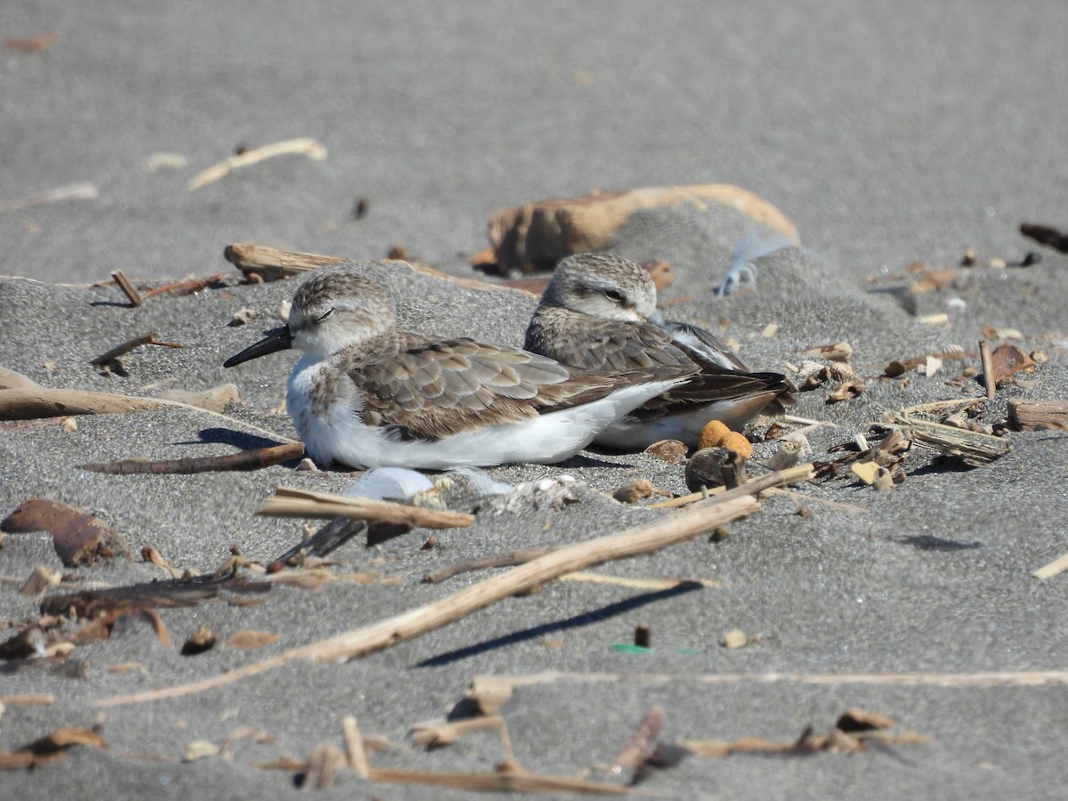 Semipalmated Sandpiper - ML641316746