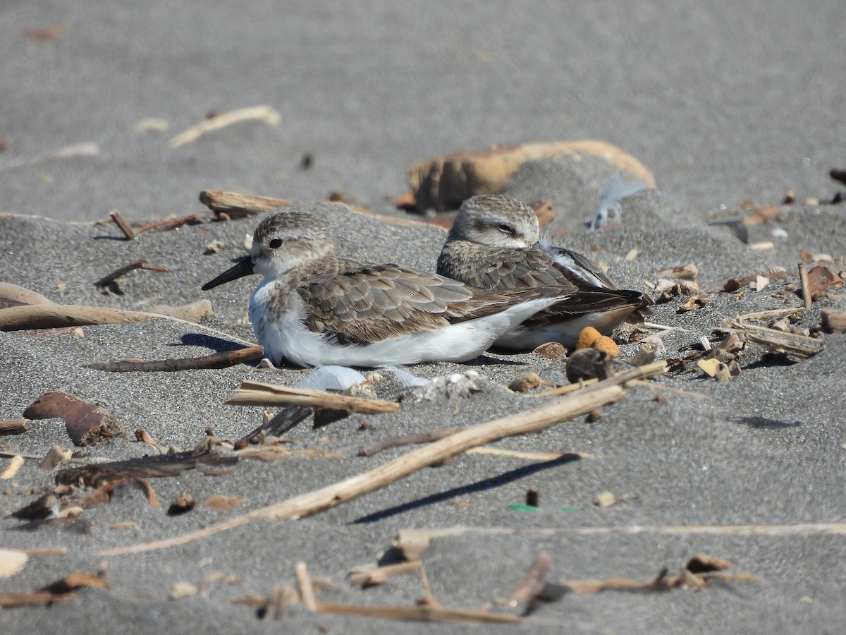 Semipalmated Sandpiper - ML641316747