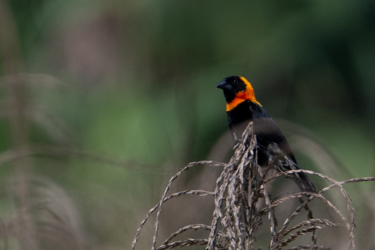 Black Bishop - ML641316757