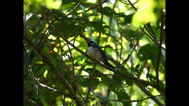 Azure-crested Flycatcher - ML641316759