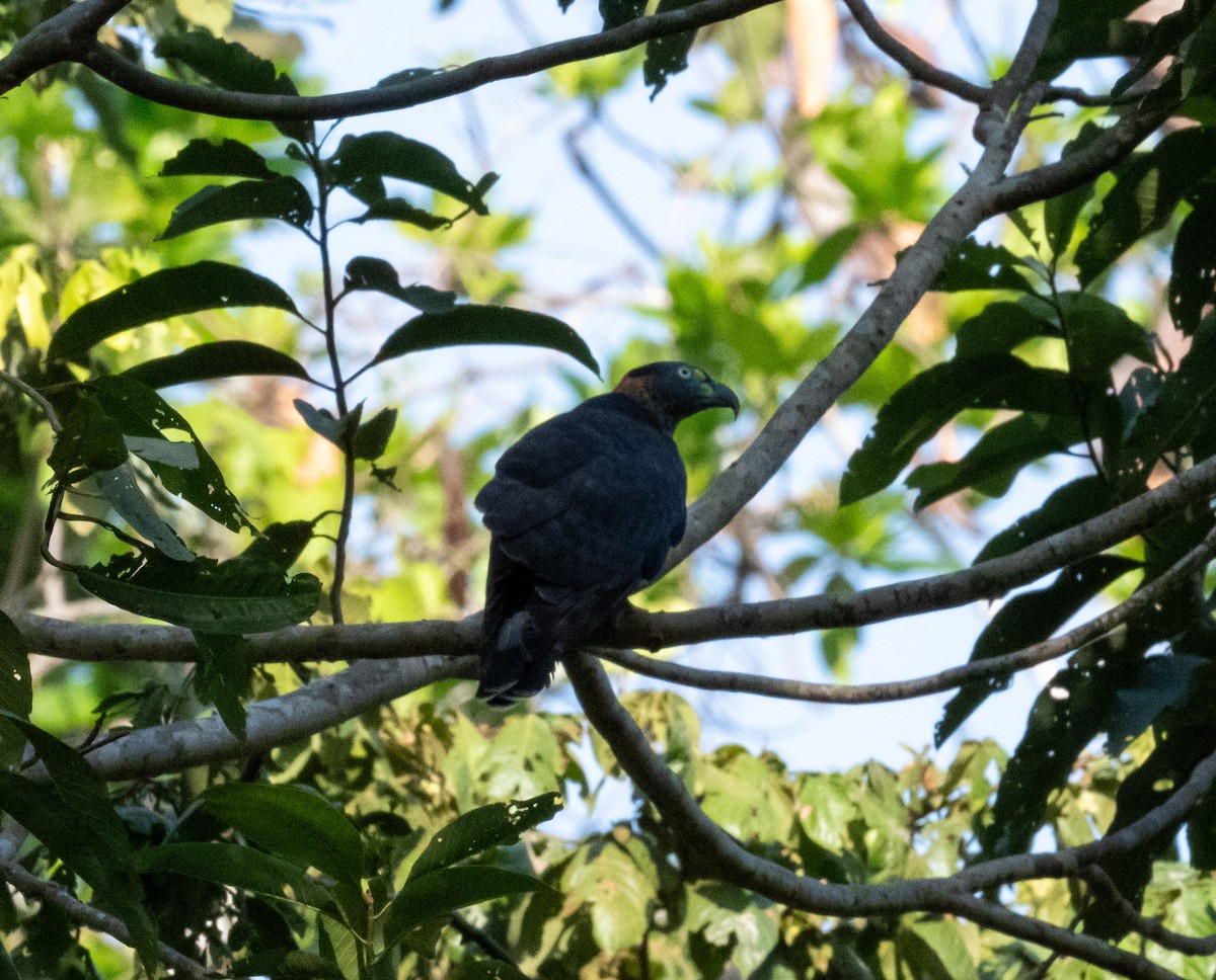 Hook-billed Kite (Hook-billed) - ML641316767