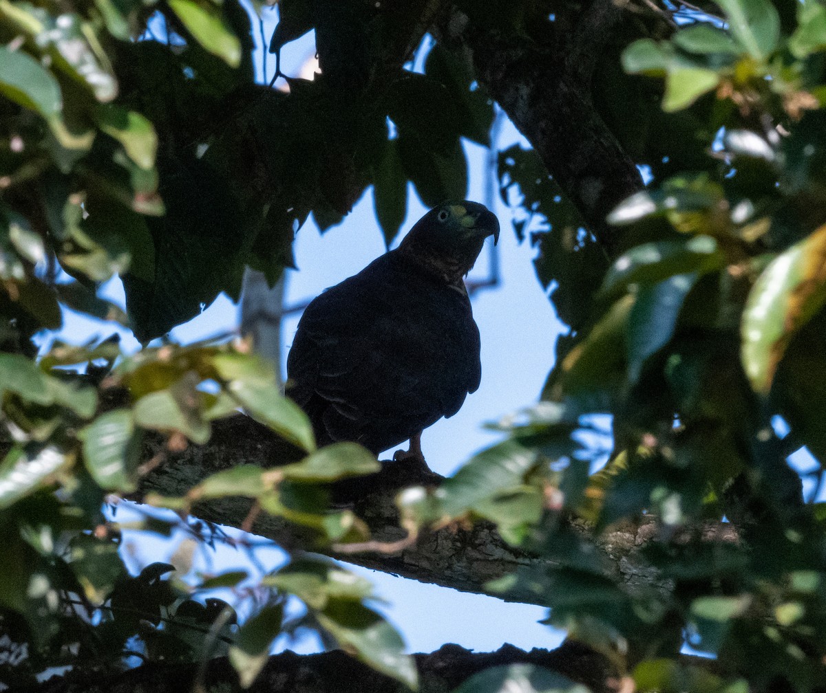 Hook-billed Kite (Hook-billed) - ML641316768